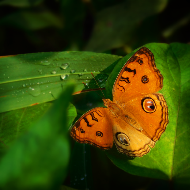 orange_butterfly.png